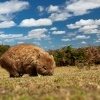 Vombat obecny - Vombatus ursinus - Common Wombat o6283